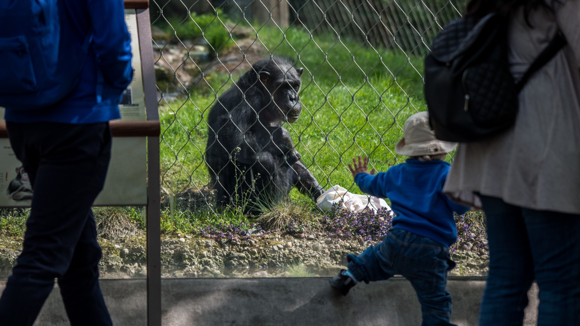 Two adults and a little boy looking at a chimpanzee through a mesh fence, in a zoo enclosure