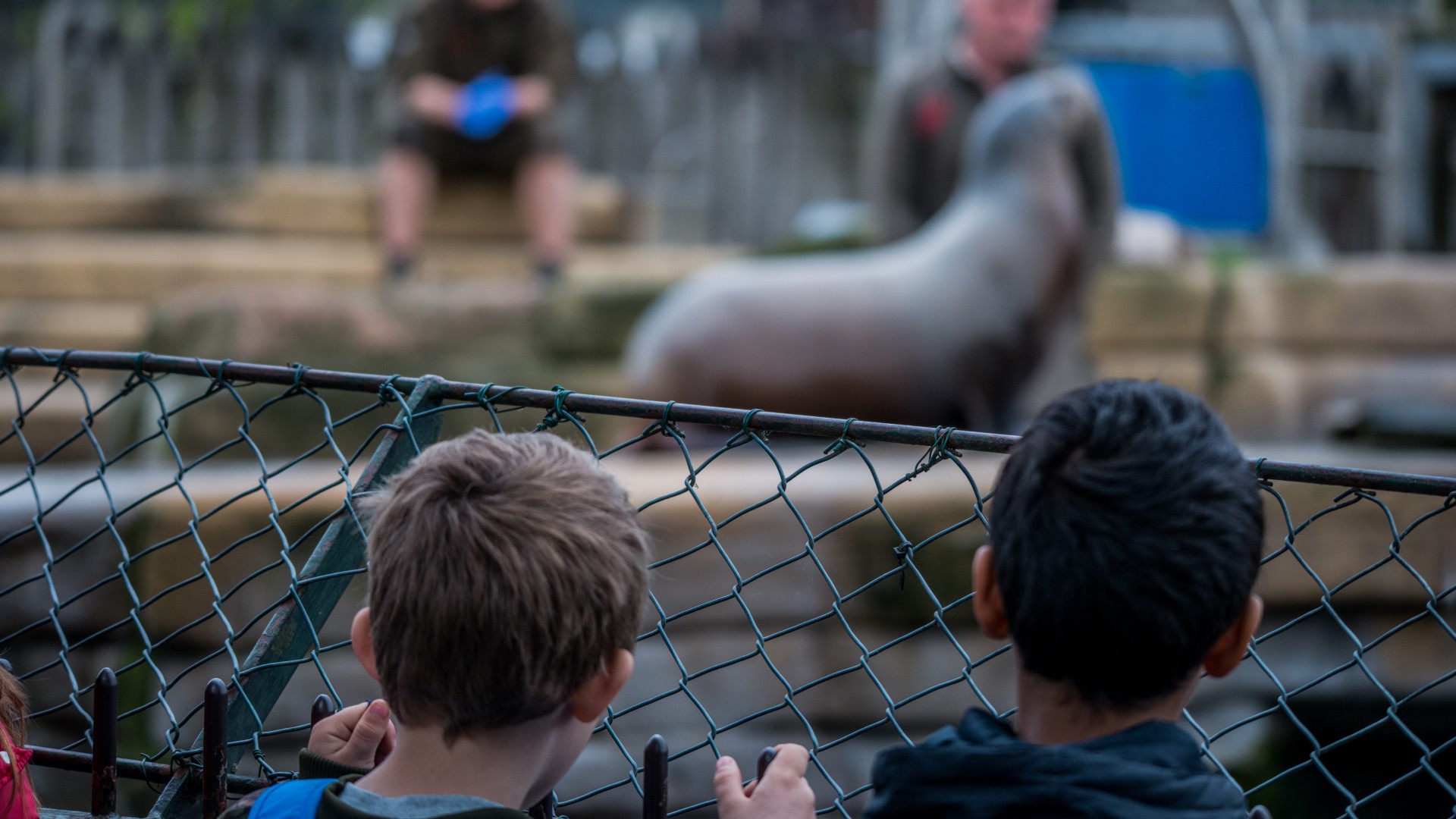 Two young boys gripping the fence of a zoo enclosure housing a sealion