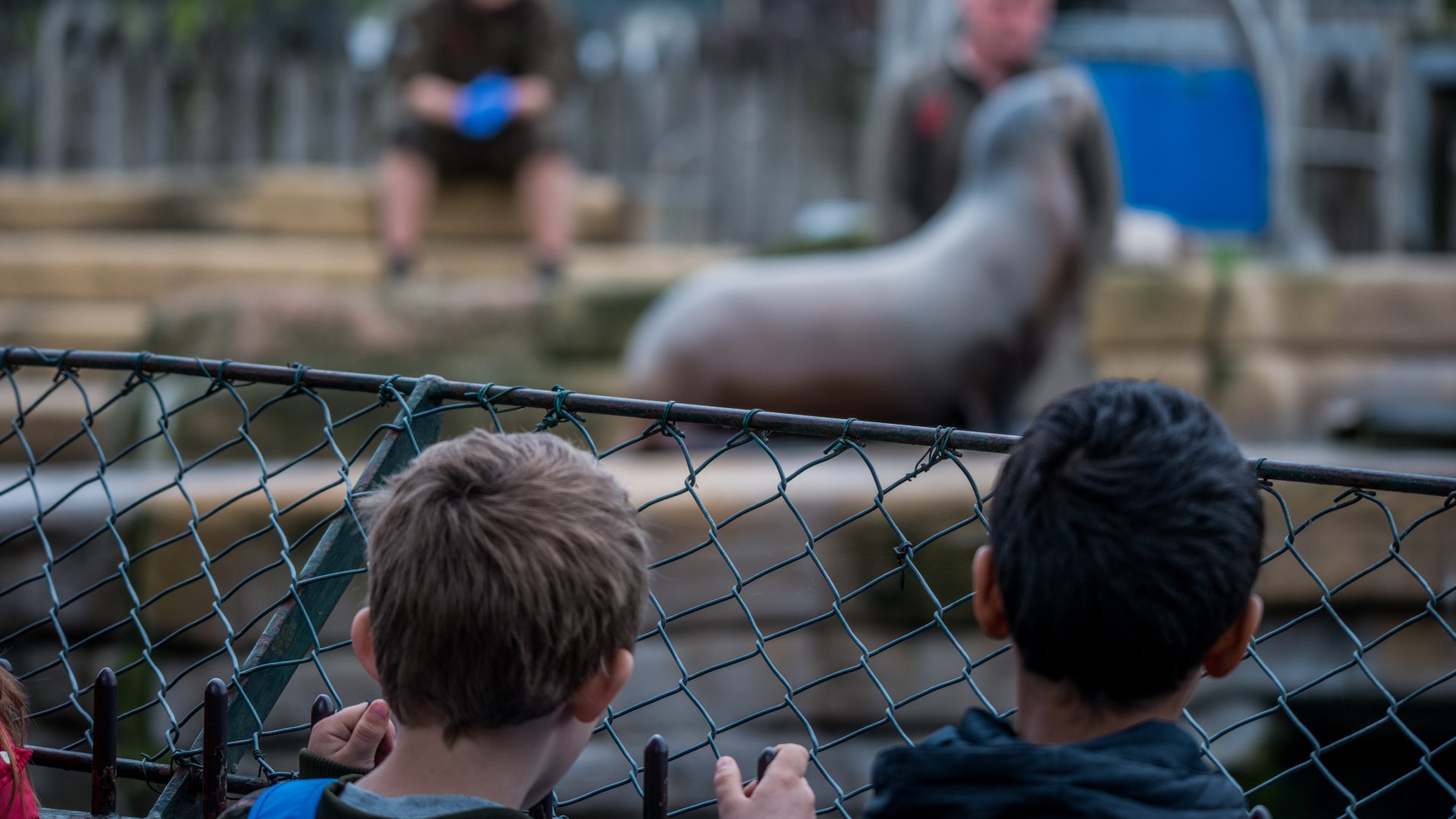Two young boys gripping the fence of a zoo enclosure housing a sealion