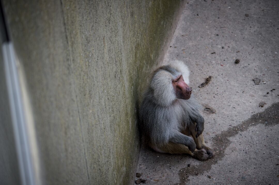 A baboon sitting on the concrete floor of a zoo enclosure