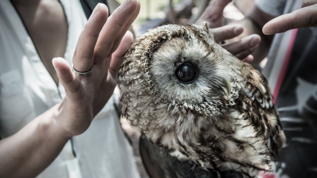 A small owl being handles by multiple people who are all reaching out to touch it