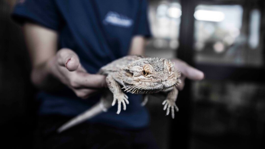 A woman holding a reptile