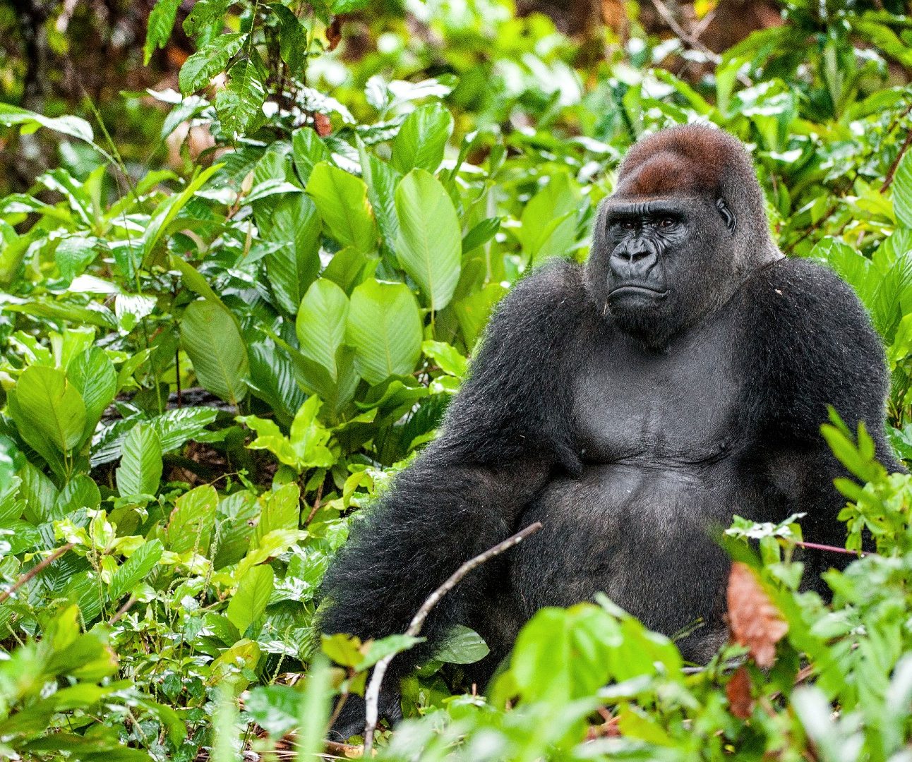 A wild gorilla sitting in dense leafy undergrowth