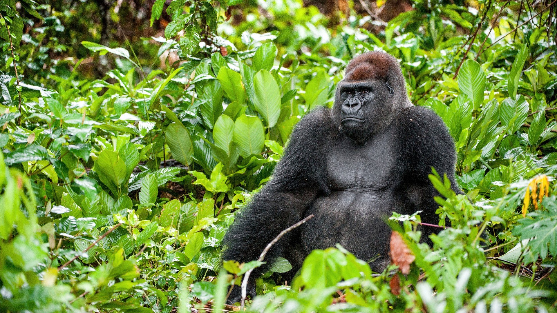 A wild gorilla sitting in dense leafy undergrowth