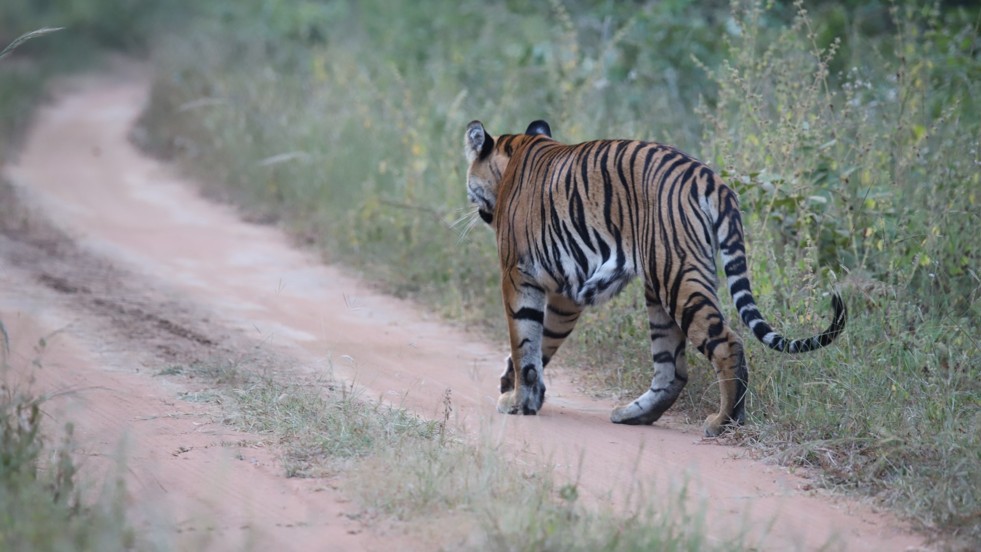 A wild tiger walking along a track