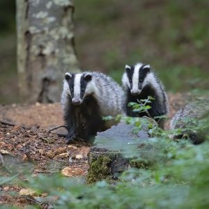 Two badgers in woodland