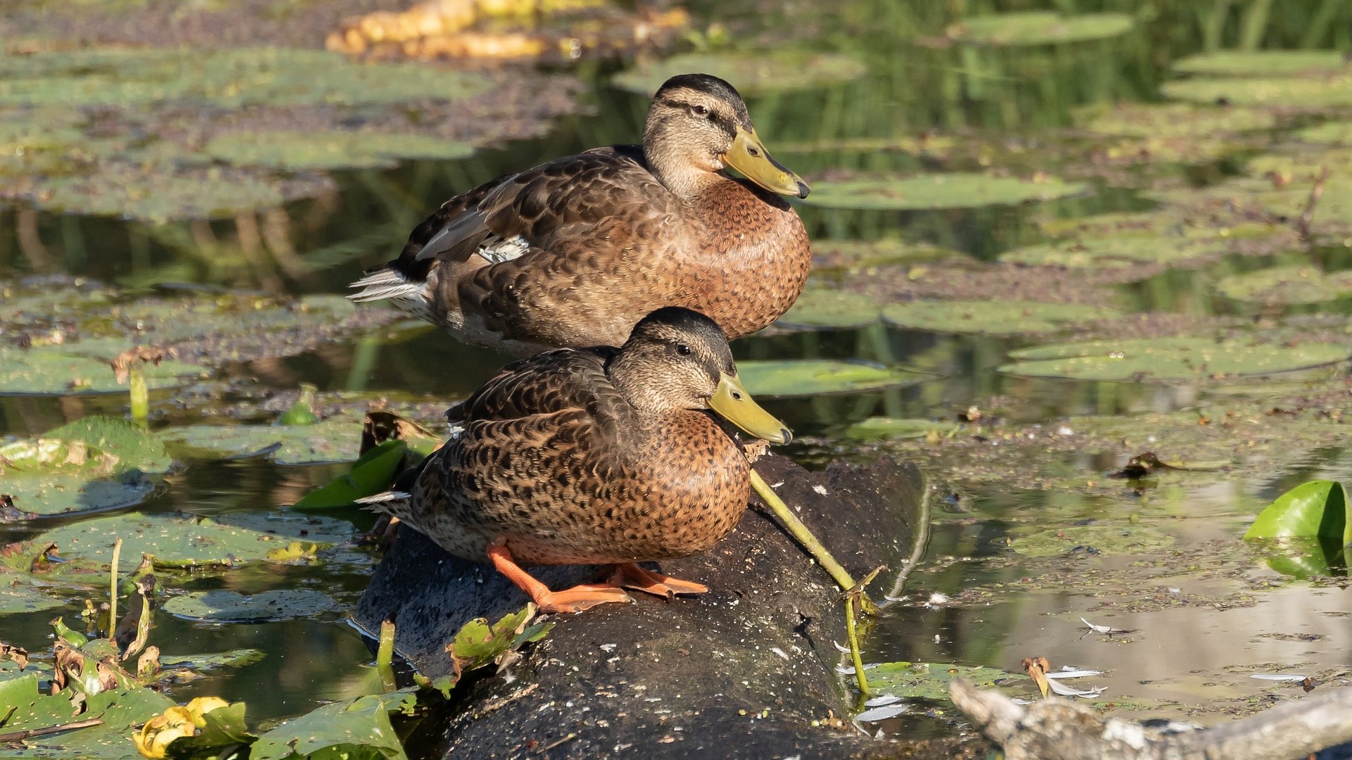Two mallard ducks on a pond with lily pads