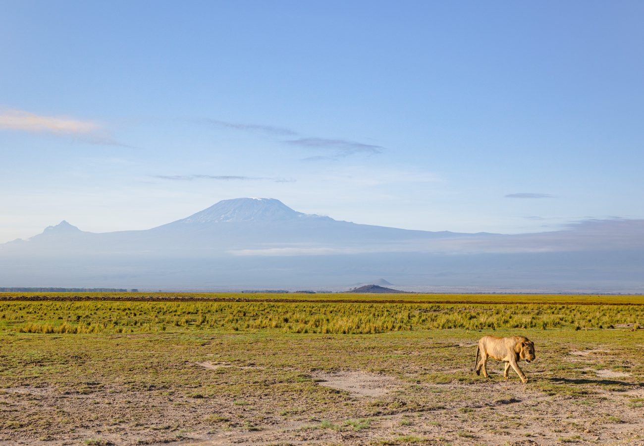 A photo showing a vast African landscape with mpuntains in the distance and green grass in the foreground. A single lioness is seen walking