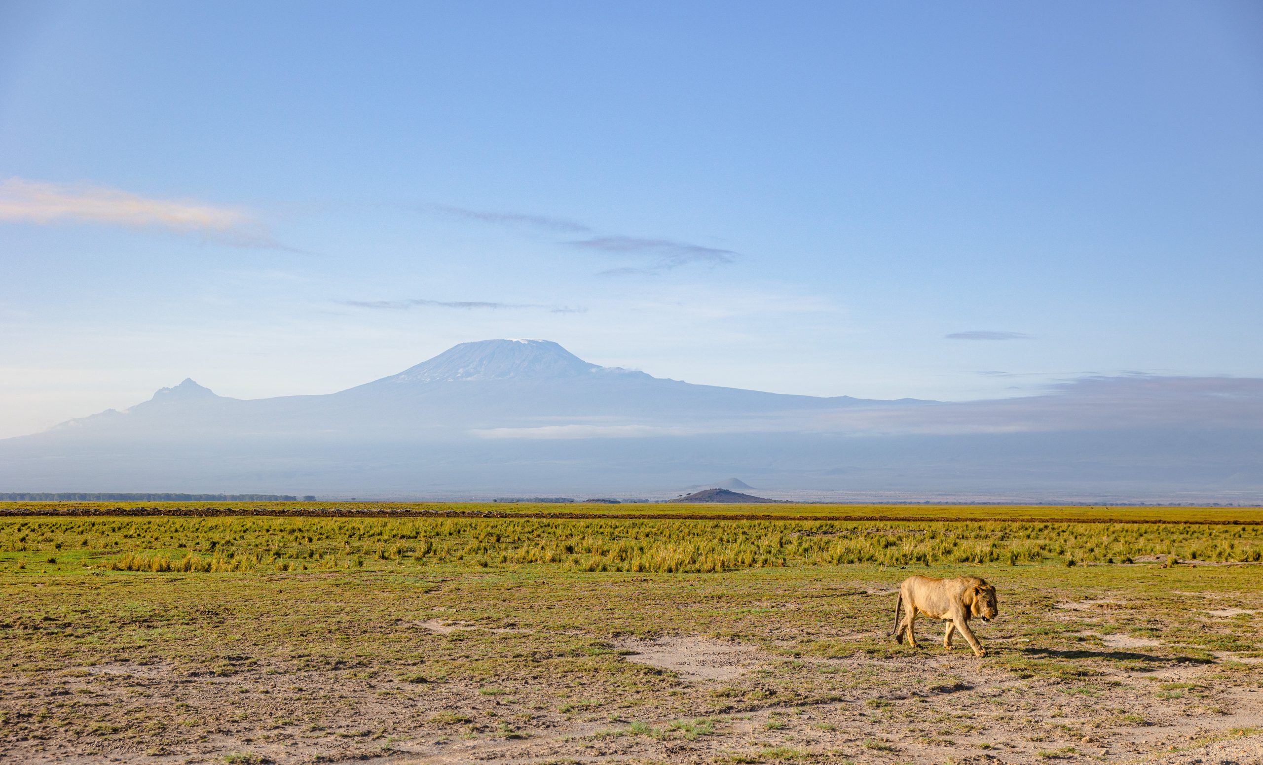 A photo showing a vast African landscape with mpuntains in the distance and green grass in the foreground. A single lioness is seen walking 