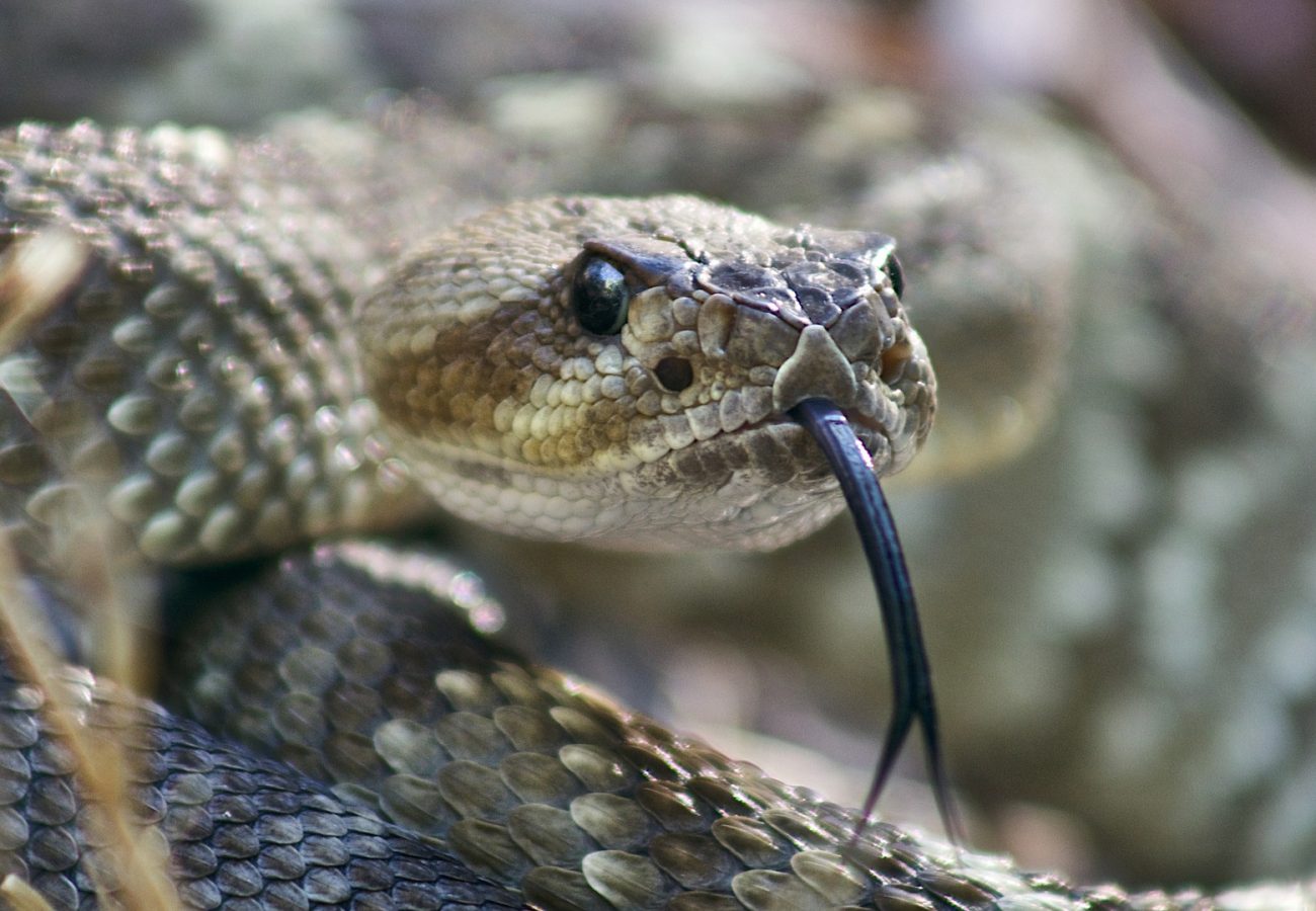 Close up of the head of a black tailed rattlesnake with its tongue out