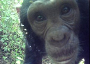 A close-up image of a chimpanzee who is looking directly into a camera trap