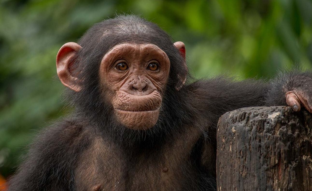 A young chimpanzee in the forest, smiling at the camera
