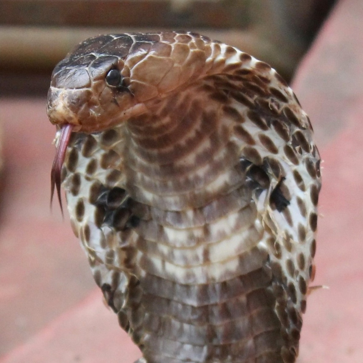 Exposing ‘exotic pet’ ownership in the UK - Born Free