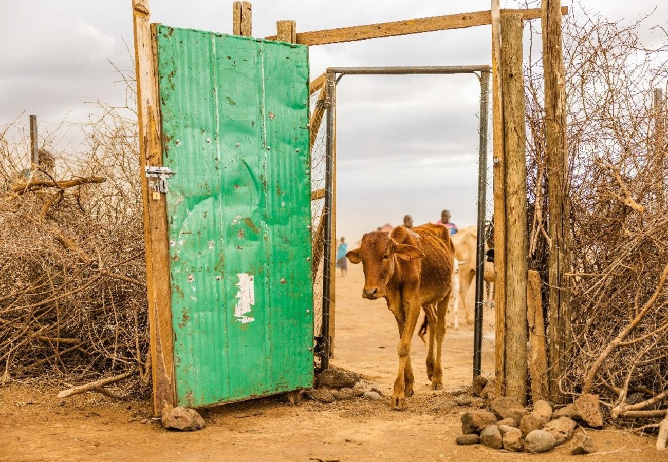 Cattle in a predator-proof boma