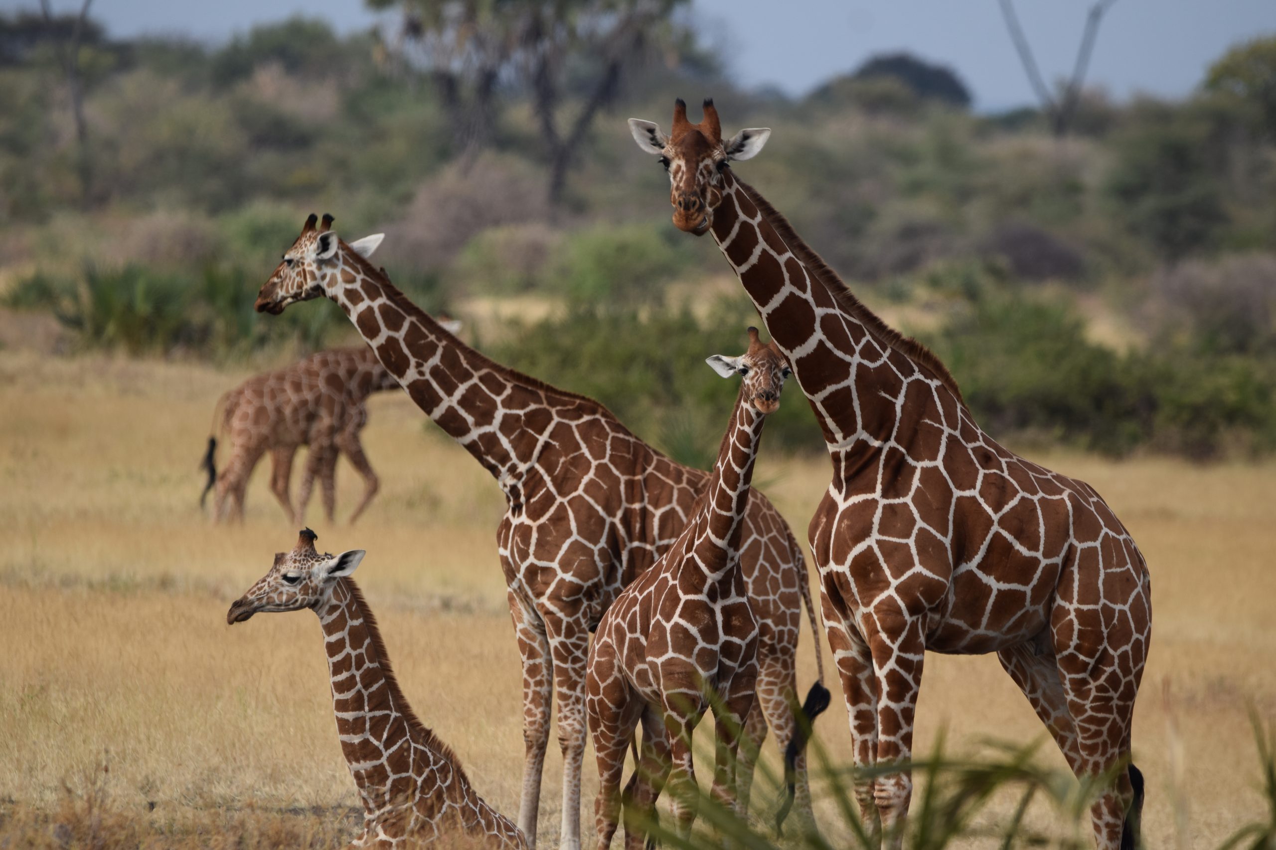 A group of wild giraffes, standing together on grassland