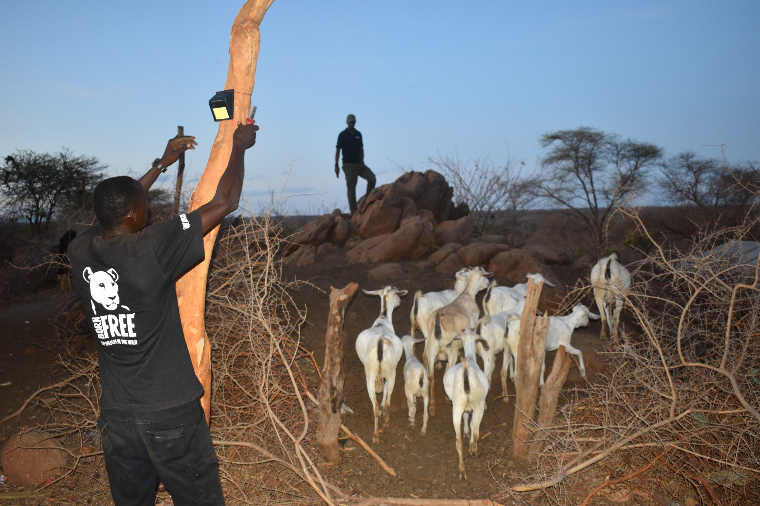 A man in a Born Free t-shirt installing a sensor light to protect goats