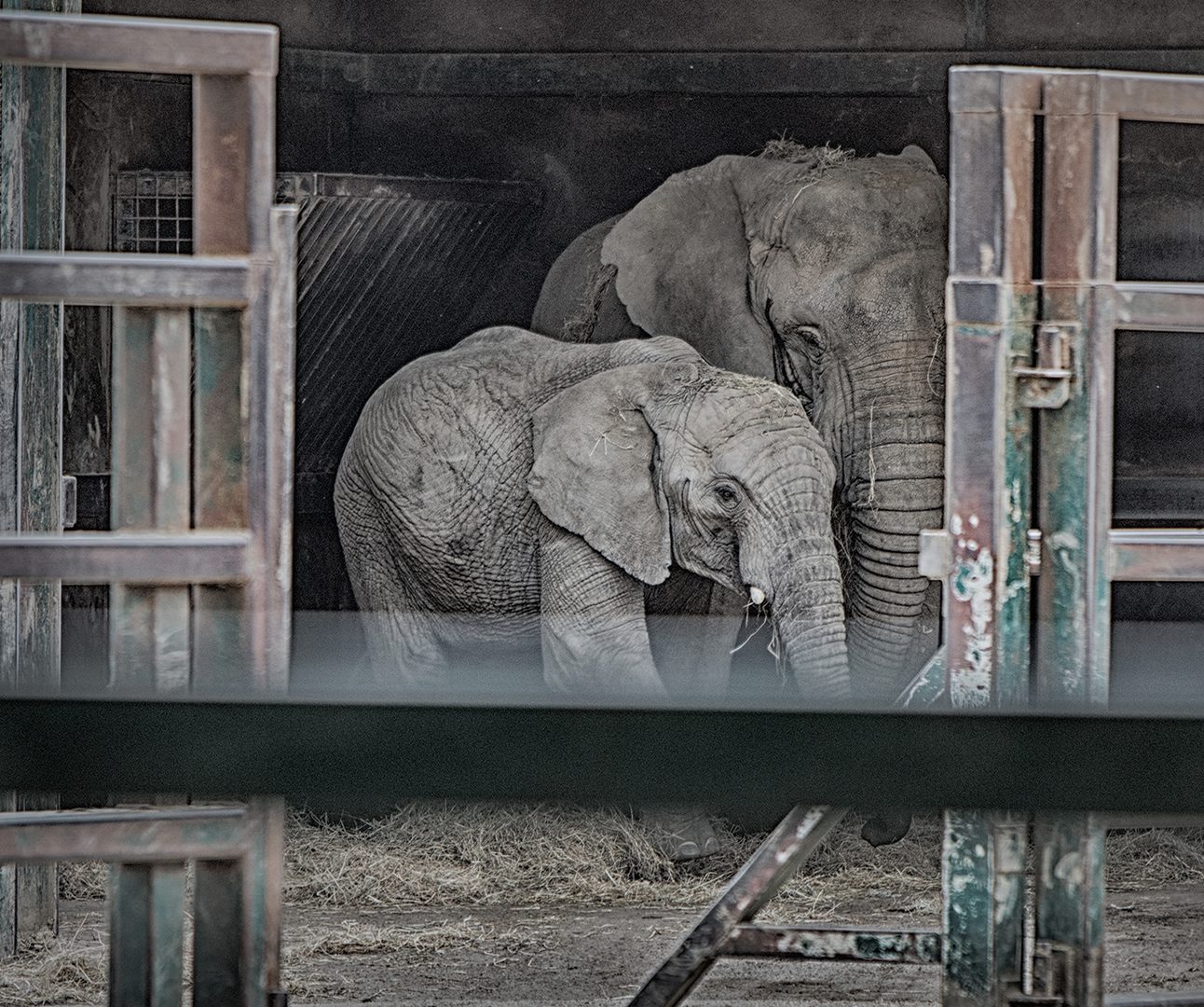 Two elephants in a captive enclosure