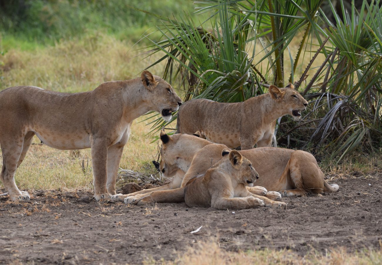 A group of lionesses relaxing together under shady trees