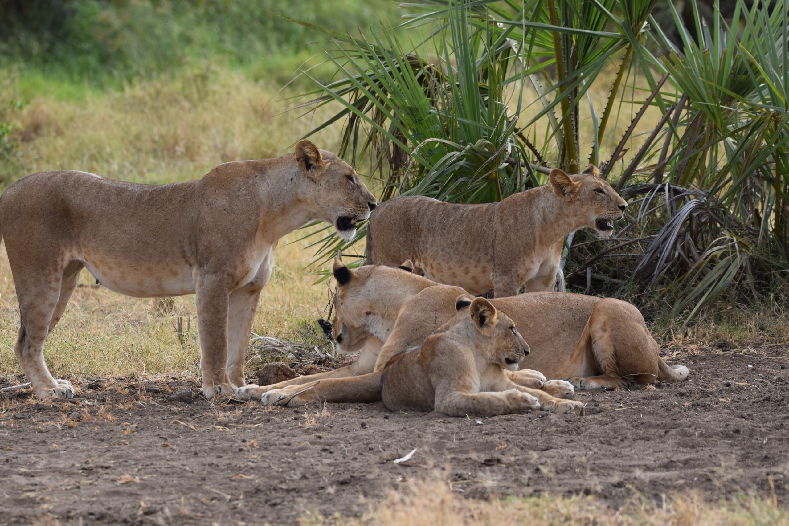 A group of lionesses relaxing together under shady trees