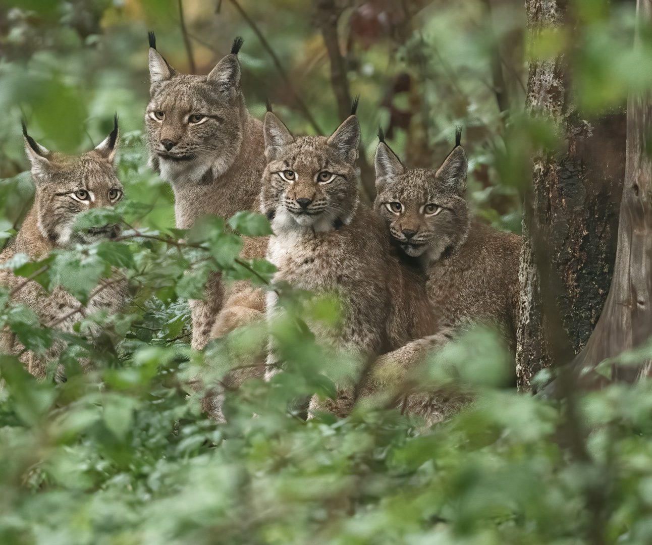 A group of Eurasian lynx sitting close together in a green leafy forest