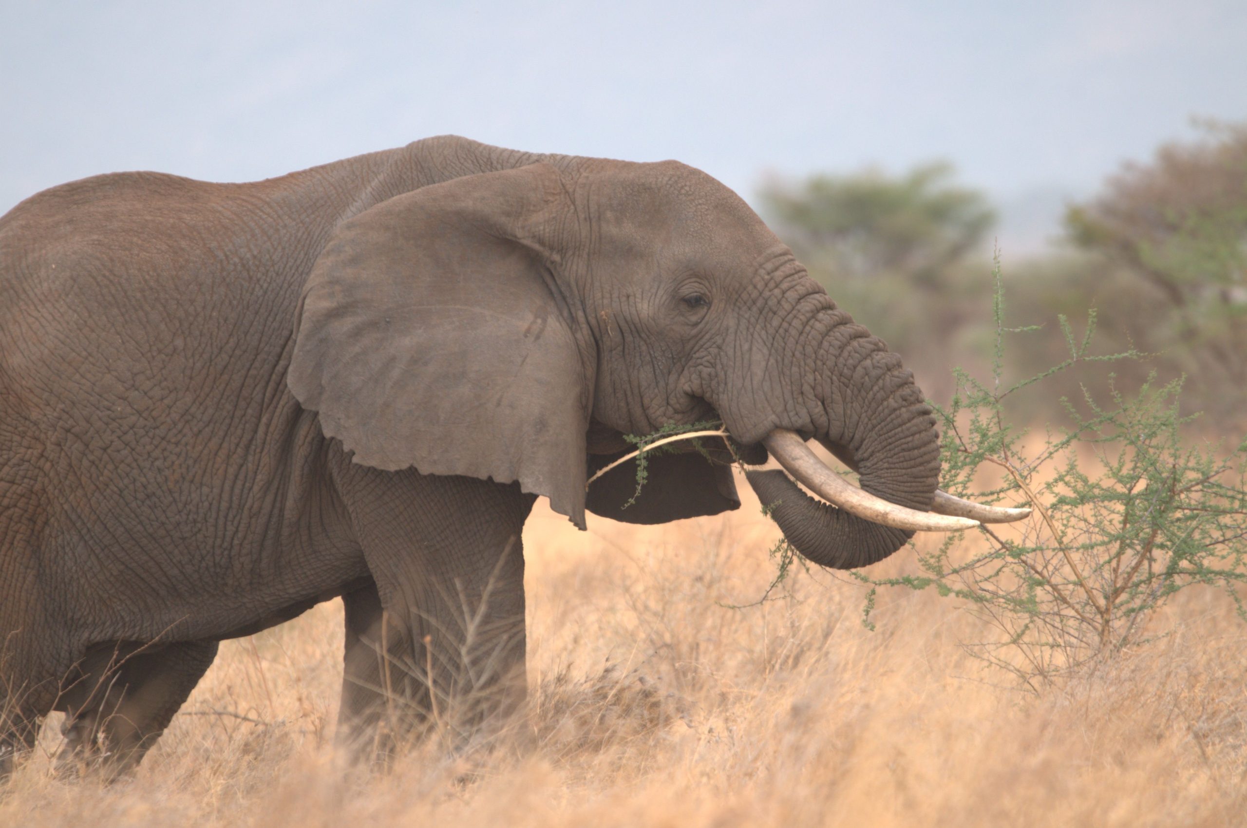 An elephant using its trunk to feed itself grass