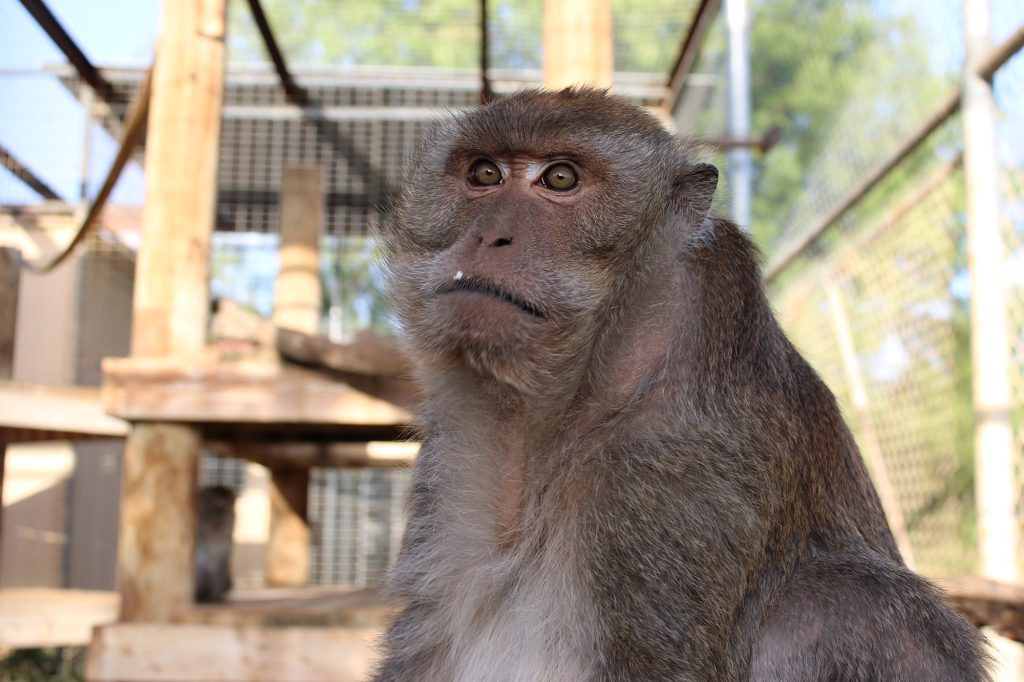 Monkey rescue in Zambia - Born Free