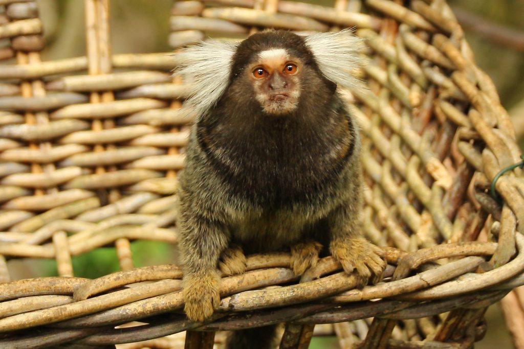A marmoset sits looking out of a wicker basket