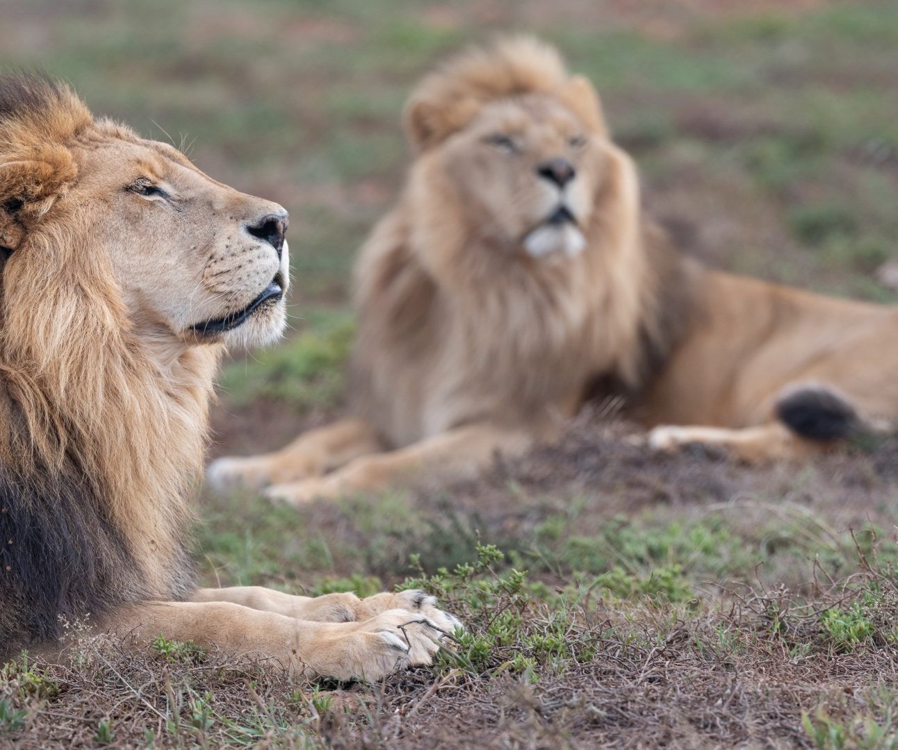 Two lions lying together on the grass. The lion in the foreground is side-on to the camera and looking up to the sky with his eyes closed.