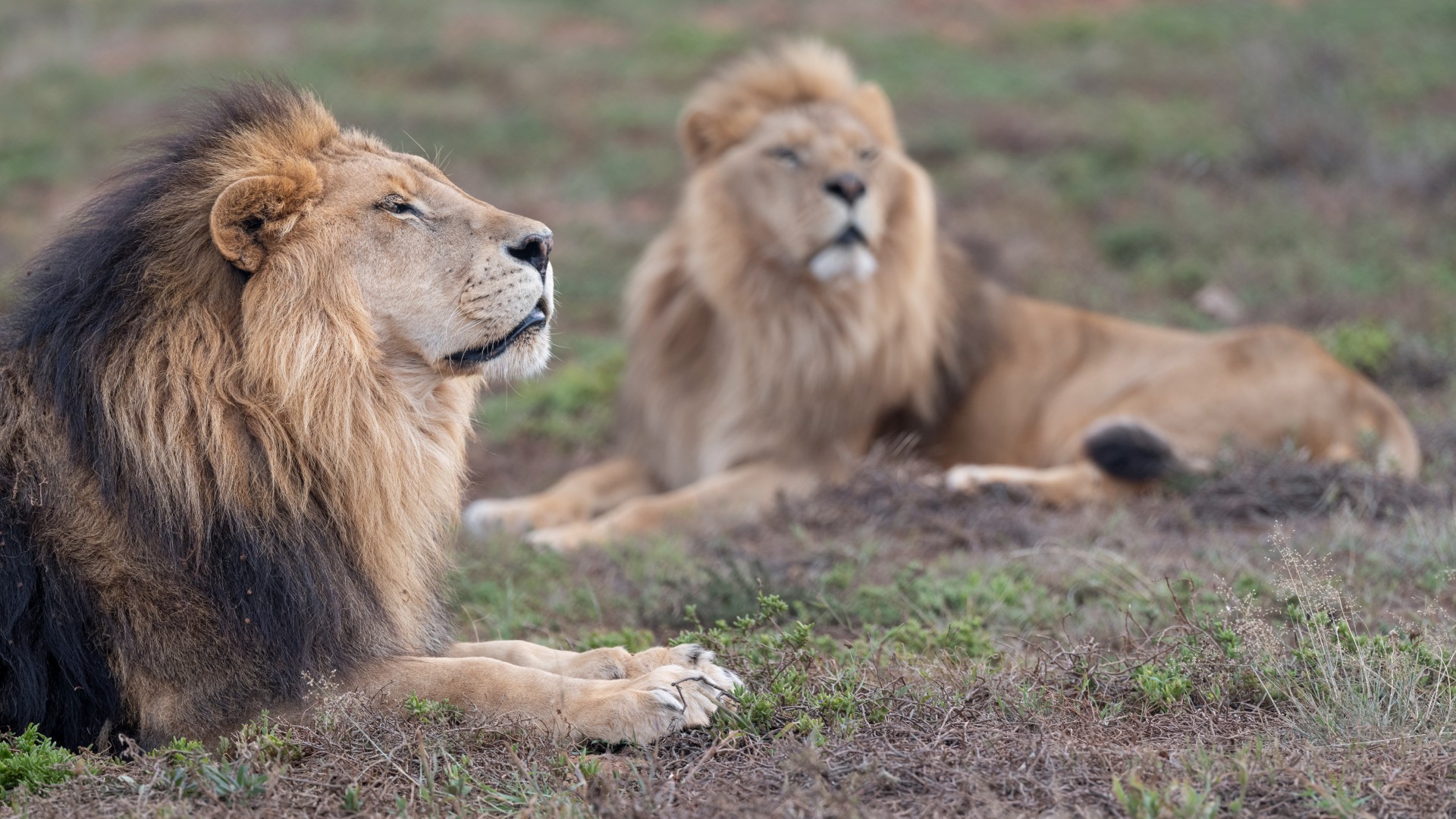 Two lions lying together on the grass. The lion in the foreground is side-on to the camera and looking up to the sky with his eyes closed.