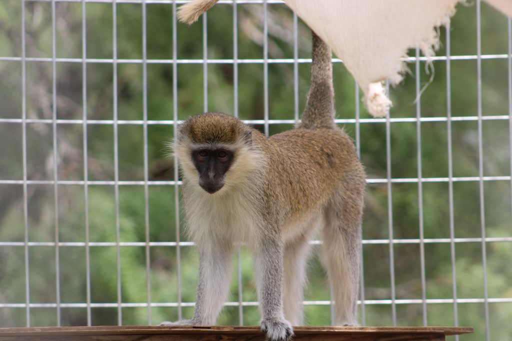 A vervet monkey standing straight with tail raised