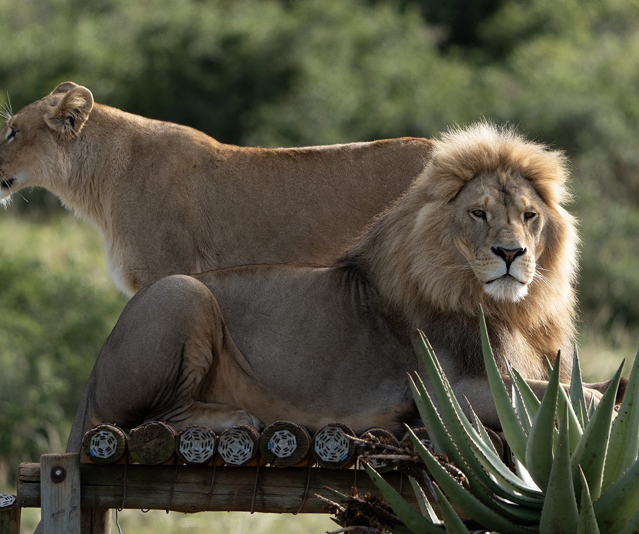 A male lion lies on a wooden platform with a female lion stood behind him