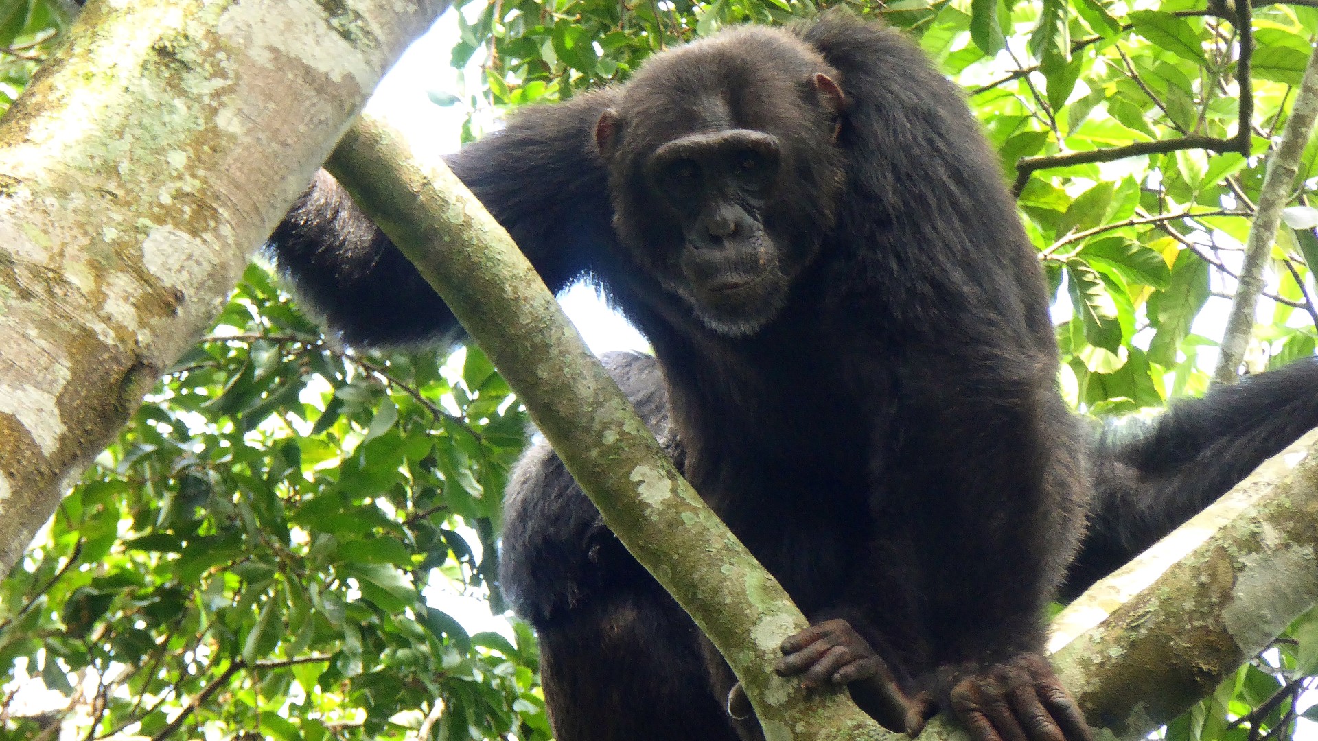 A chimpanzee sitting high up in the treetops, gripping a tree branch