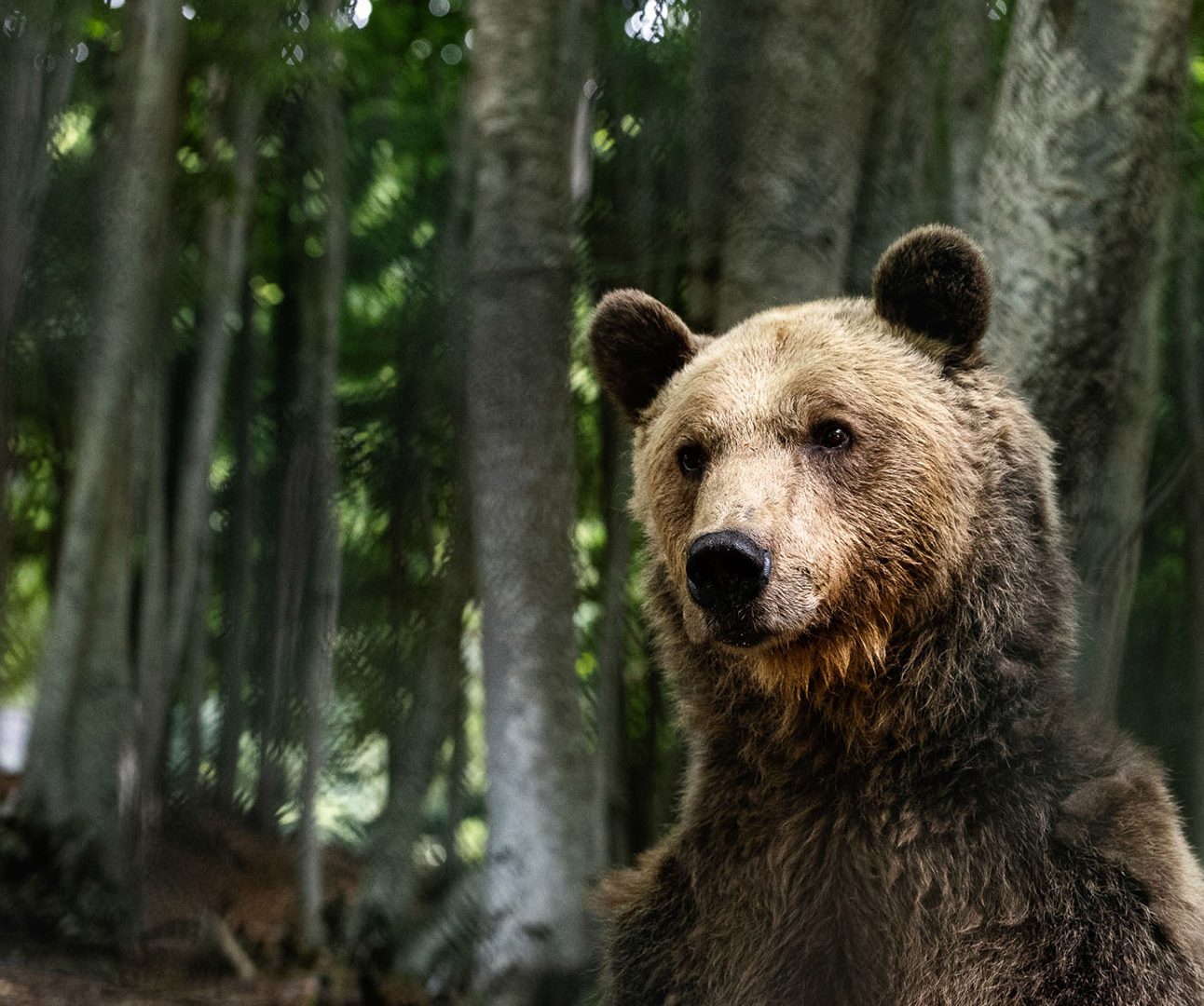 Close up of a brown bear standing tall in a forest