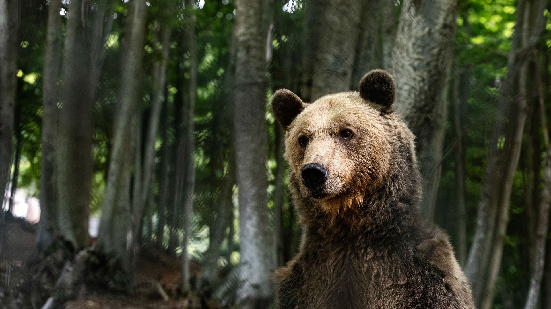 Close up of a brown bear standing tall in a forest