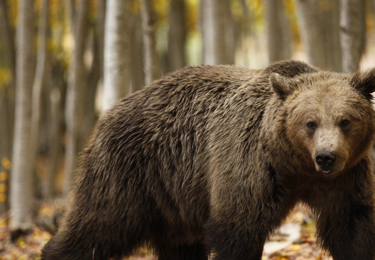 A brown bear is standing side-on to the camera, with head turned to face the camera