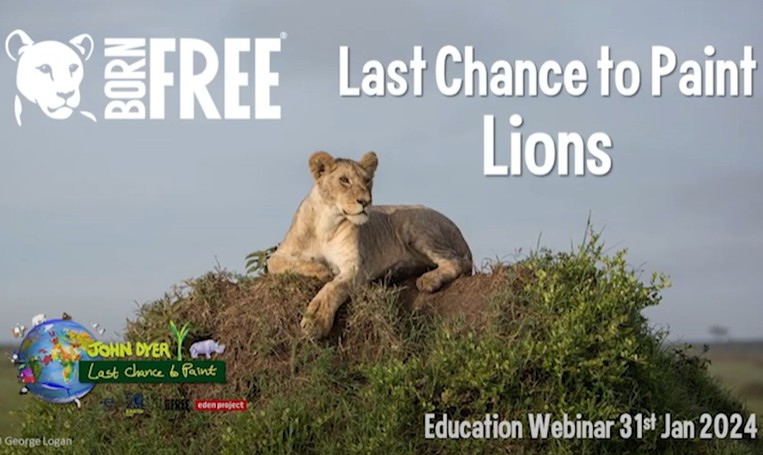 A slide showing a young lion lying on a grassy mound