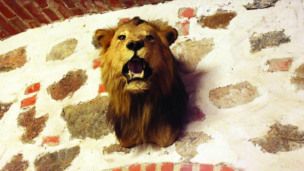 The head of a dead lion mounted on a wall