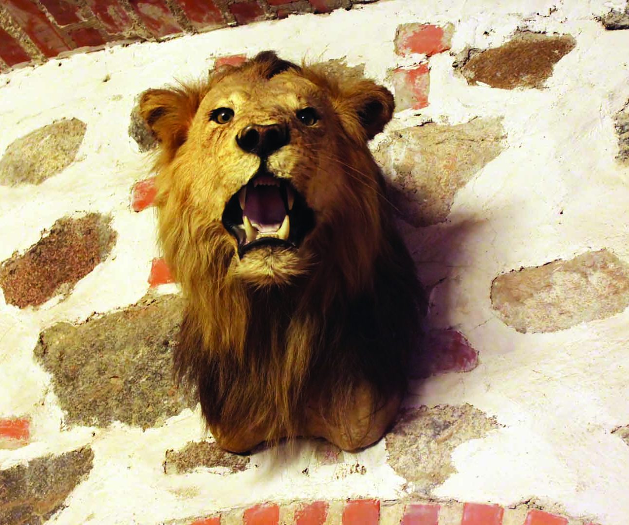 The head of a dead lion mounted on a wall