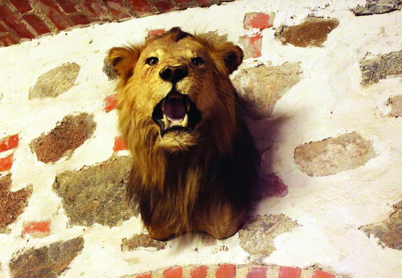 The head of a dead lion mounted on a wall