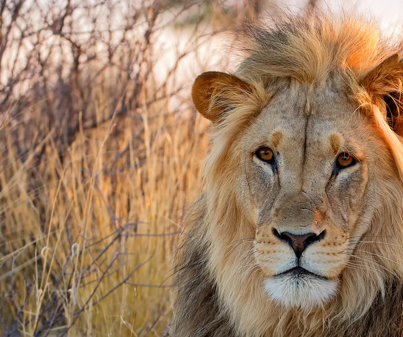 Big male African lion (Panthera leo) in early morning light, Kalahari desert, South Africa