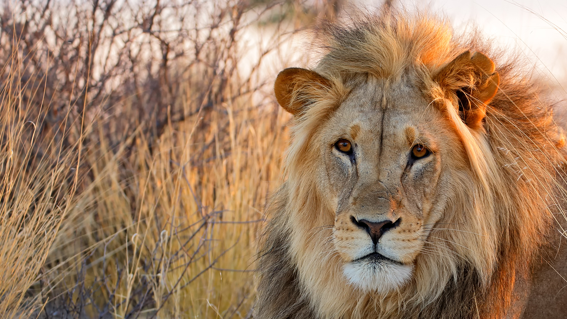 Big male African lion (Panthera leo) in early morning light, Kalahari desert, South Africa