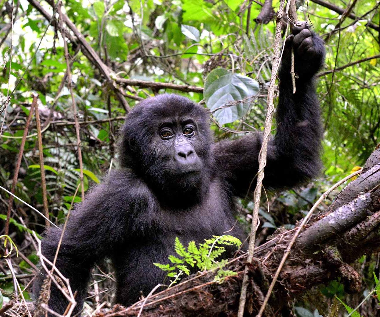 The eastern lowland gorilla pictured in the wild at the the Kahuzi-Biega National Park in the Democratic Republic of Congo.