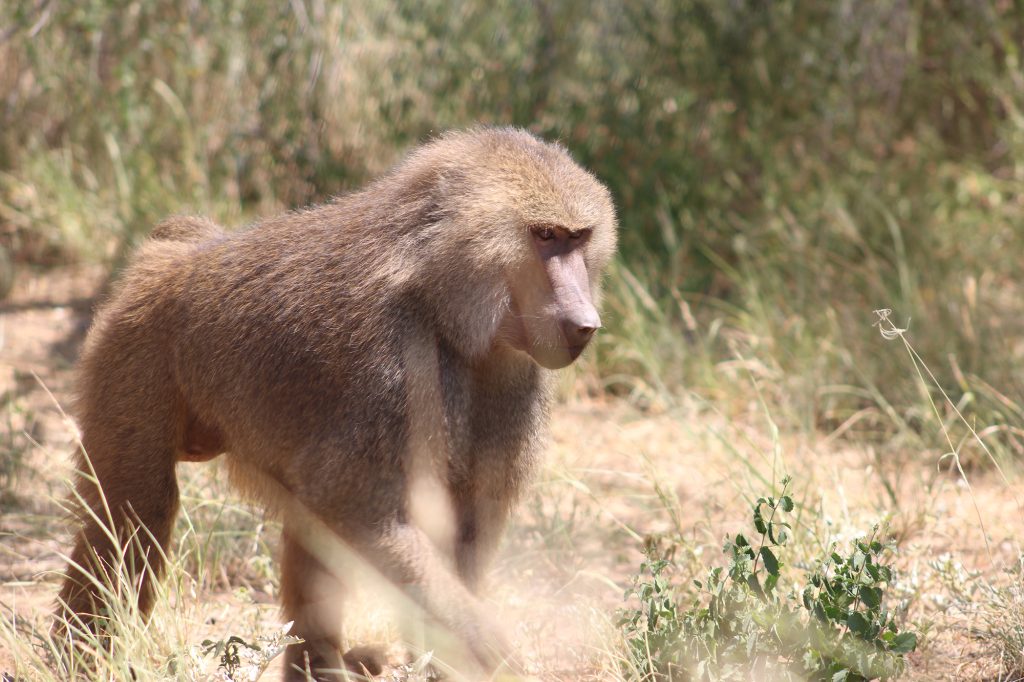 A Hamadryas-Olive baboon hybrid walking in a dry grassy landscape