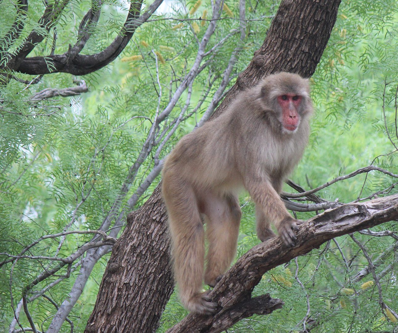 A monkey is sitting in the branch of a tree, looking towards the camera