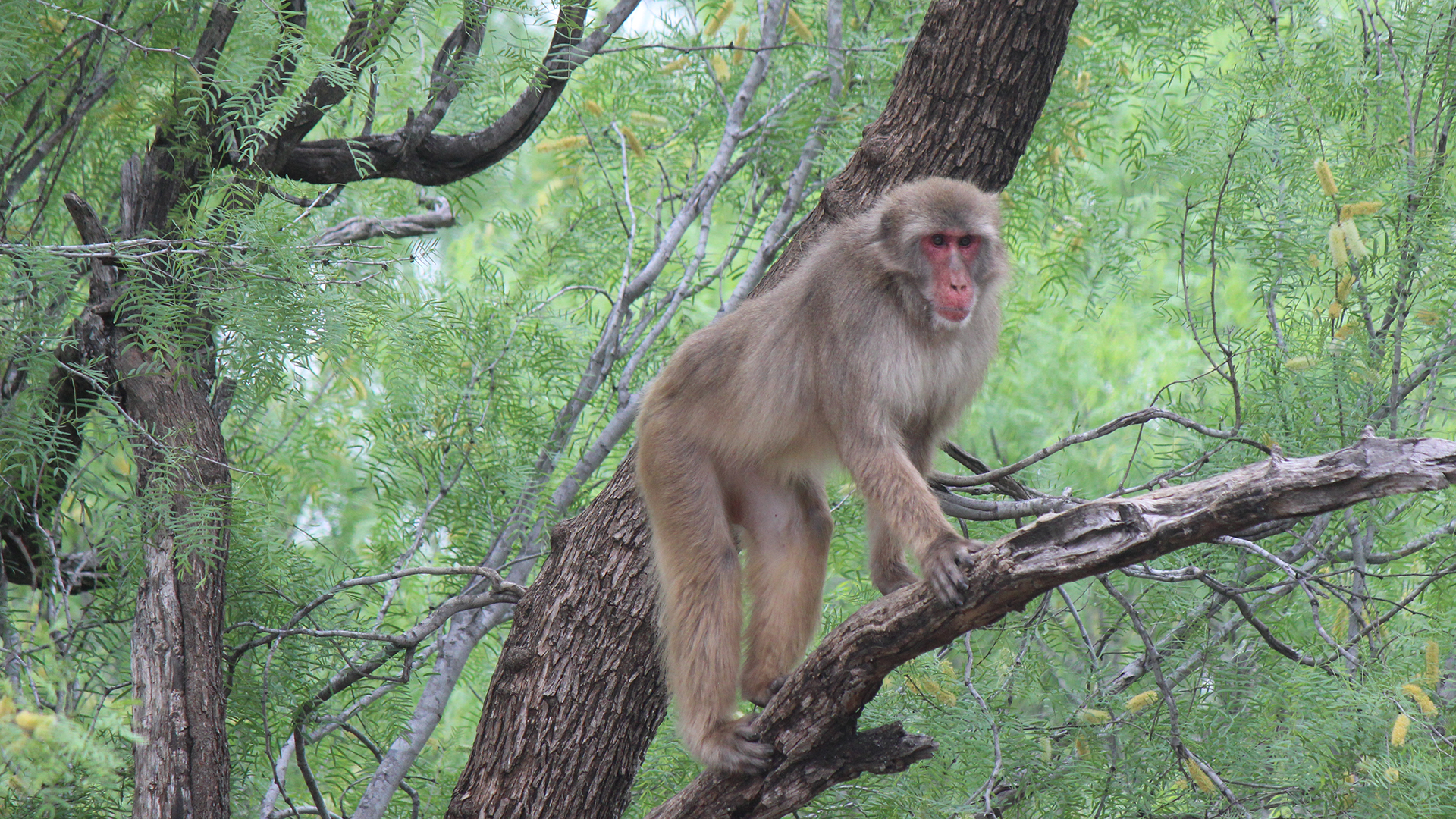 A monkey is sitting in the branch of a tree, looking towards the camera