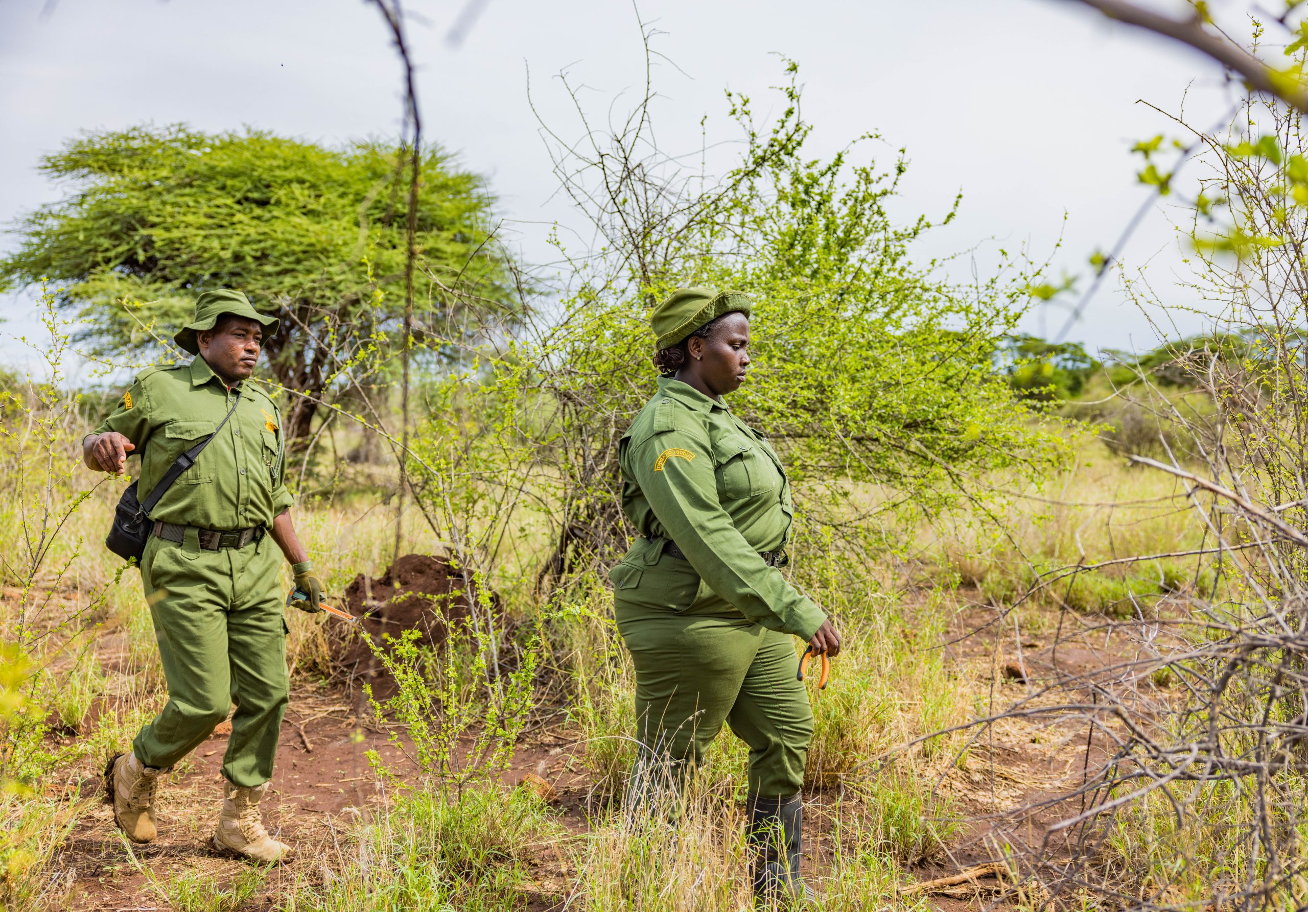 A group of rangers wearing green uniforms, walking through the bush