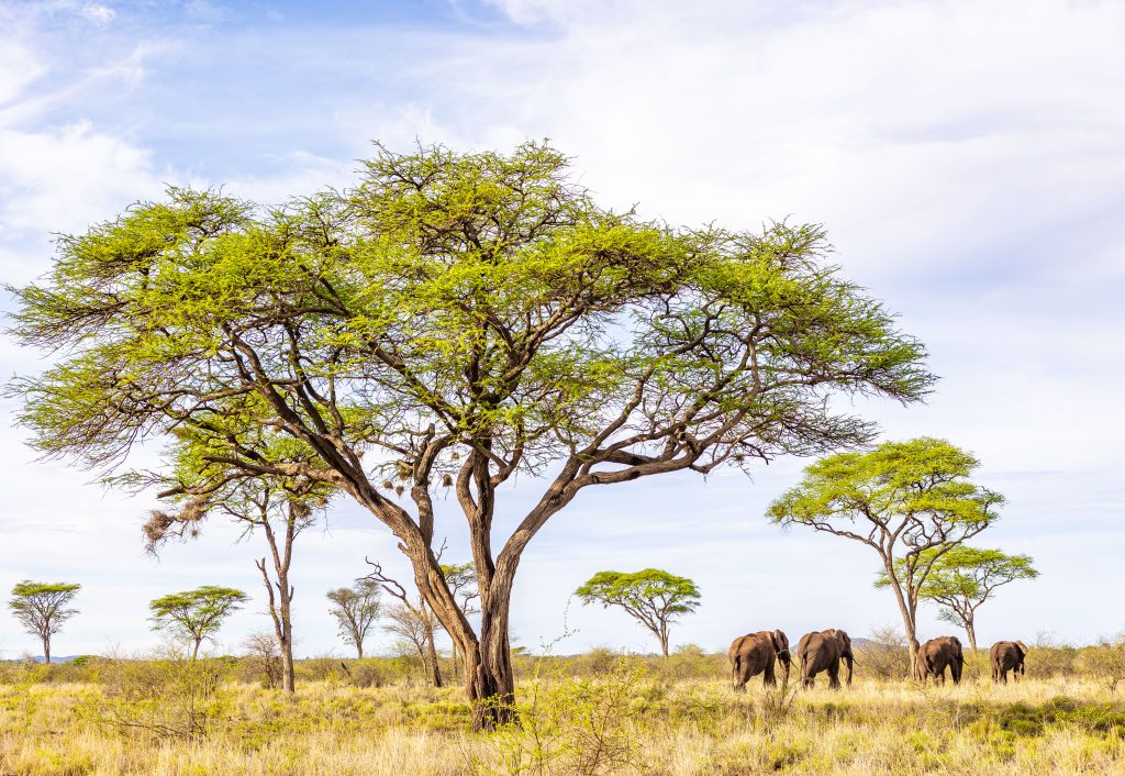 A photo showing a group of elephants walking across the landscape filled with trees