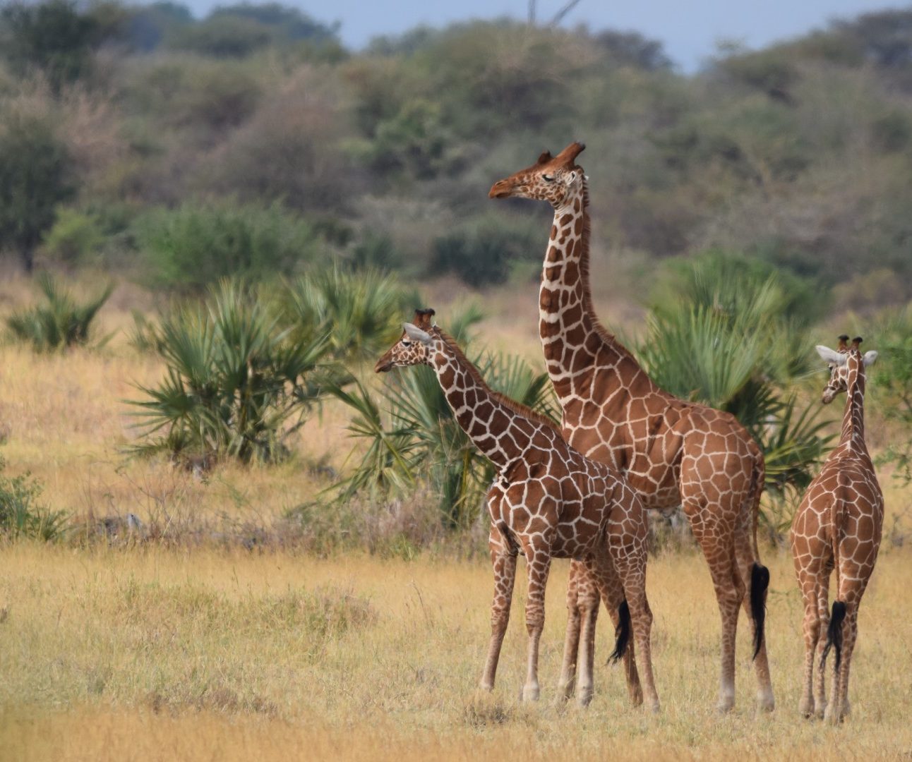 A group of three giraffes standing in the savannah