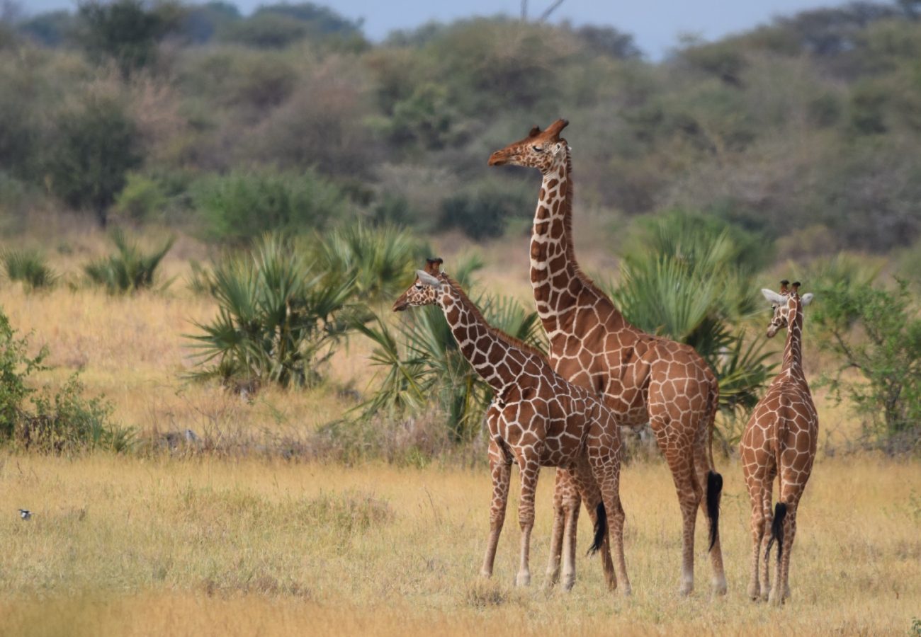 A group of three giraffes standing in the savannah