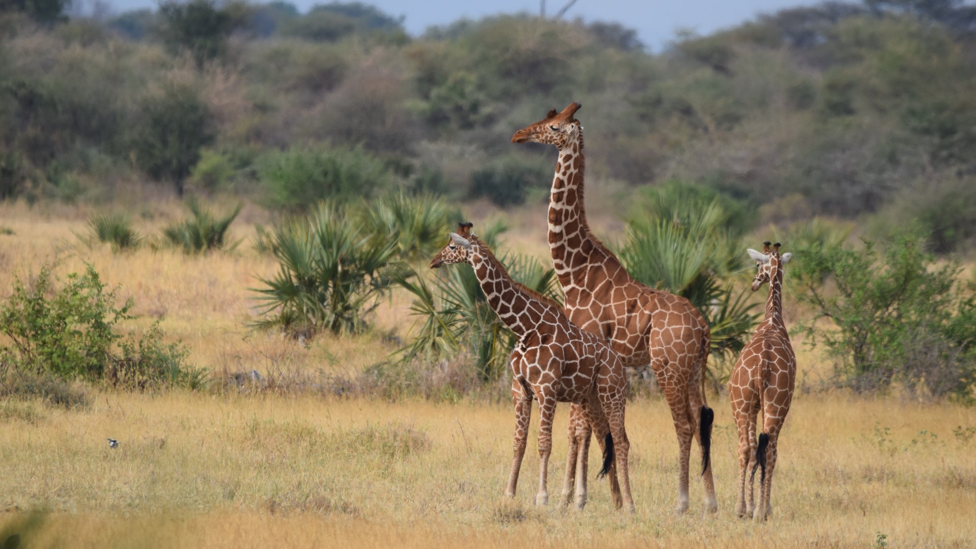 A group of three giraffes standing in the savannah